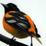 oriole's Avatar