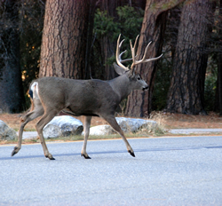 Mule deer in Yosemite Valley